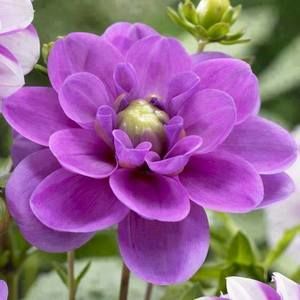 Meet your Posher, Alison